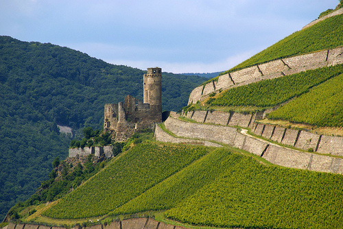 Rüdesheimer Berg Schlossberg med Burg Ehrenfels er en annen av Kesselers toppvinmarker